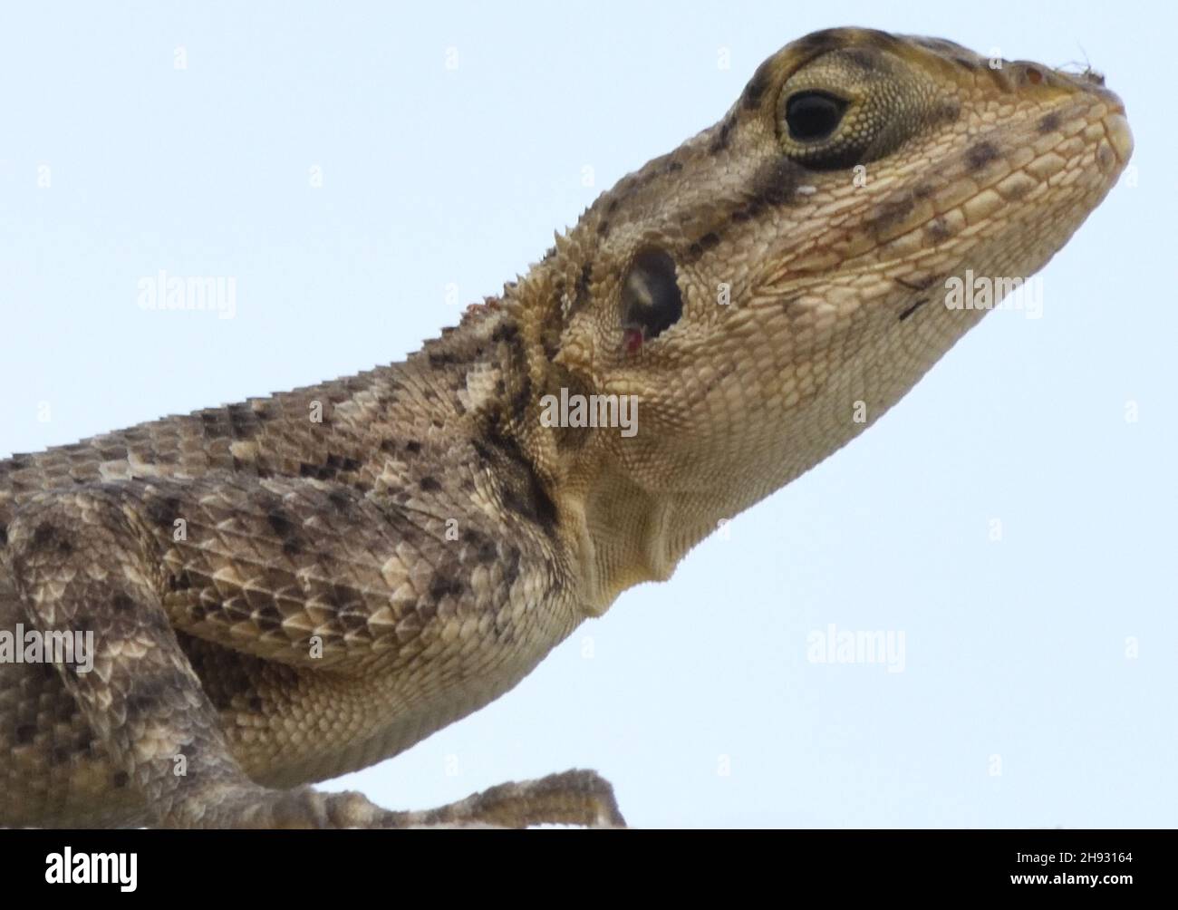 Agama commun femelle (agama agama). Tanji, la République de Gambie. Banque D'Images