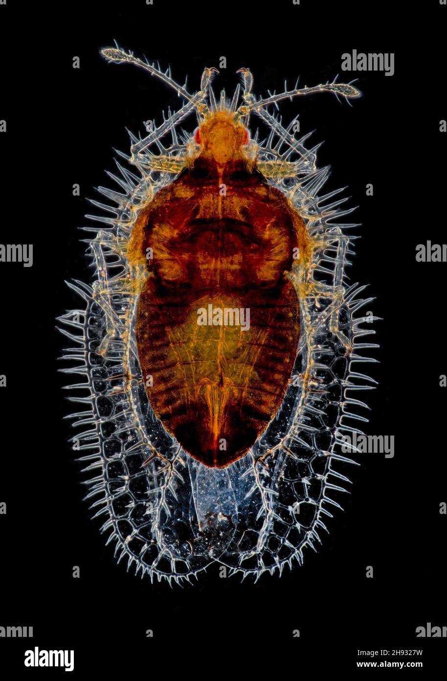 Tingis hystricellus, insecte de dentelle, photomicrographe de fond noir Banque D'Images