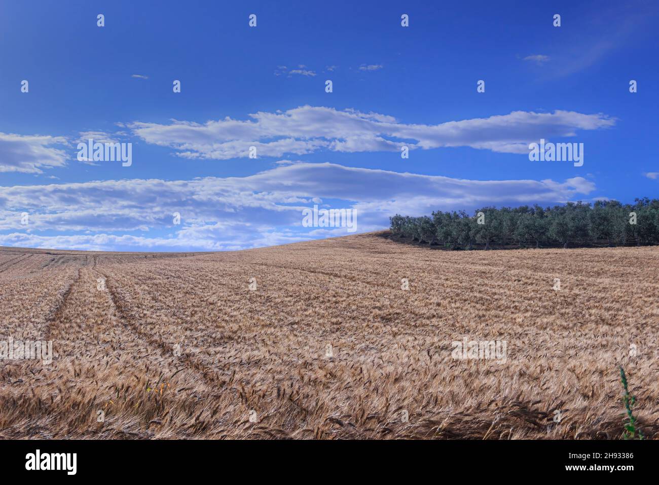 Campagne vallonnée avec champ de maïs et oliveraie à Apulia, Italie. Banque D'Images