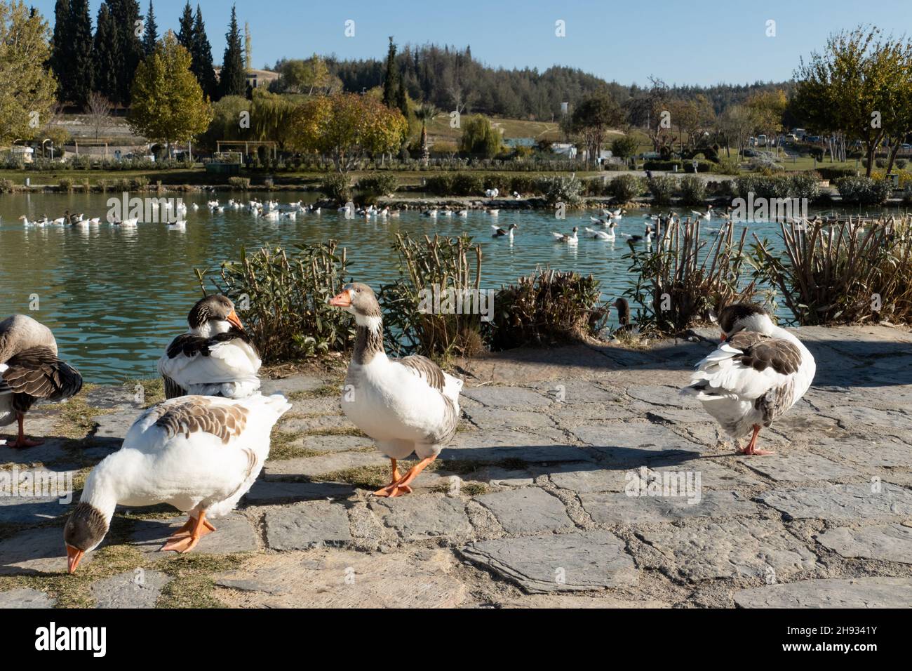 Pamukkale, Turquie; 12 novembre 2021 : oies au lac du parc naturel de Pamukkale Banque D'Images