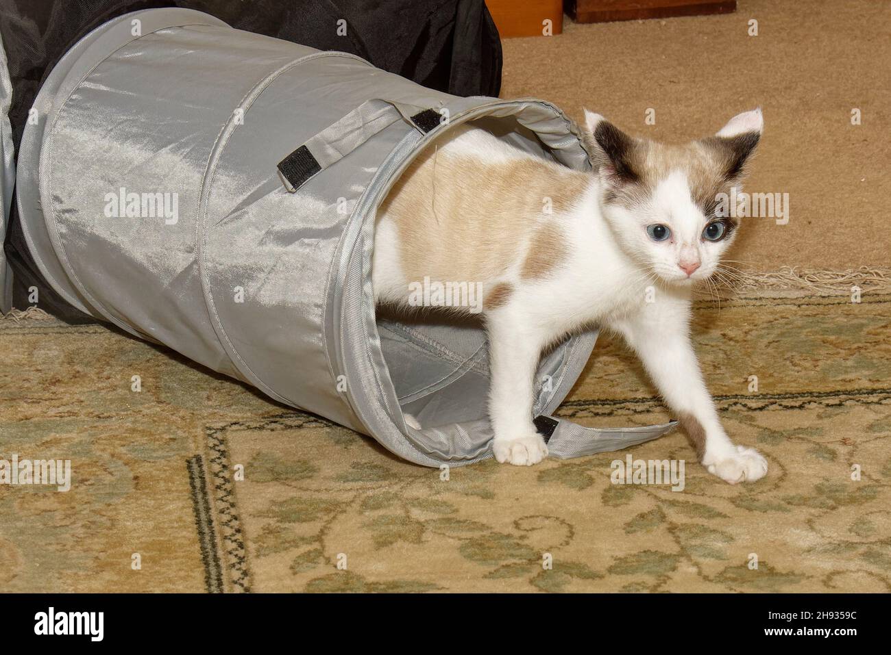 Chaton de chat en raquettes (Felis catus) émergeant d'un tunnel de chat dans un salon, Wiltshire, Royaume-Uni, novembre. Banque D'Images