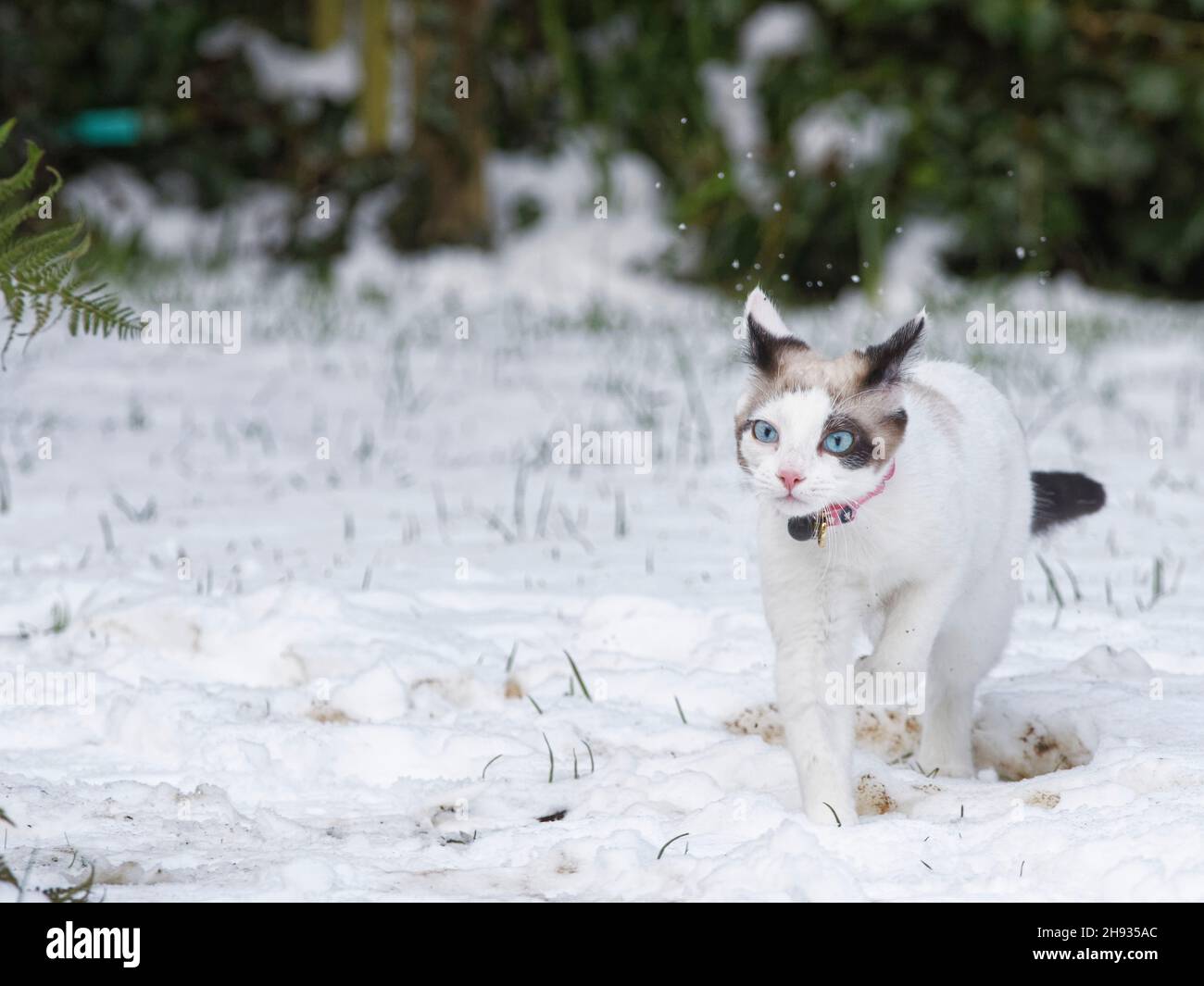 Chaton de chat en raquettes (Felis catus) traversant une pelouse de jardin couverte de neige récemment tombée, Wiltshire, Royaume-Uni, janvier. Banque D'Images