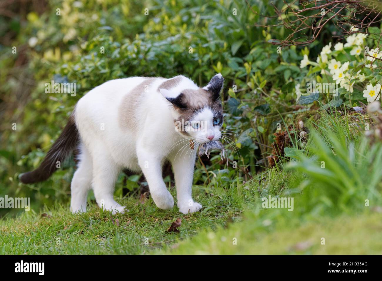 Chat en raquettes (Felis catus) portant une souris de champ à queue longue (Apodemus sylvaticus) qu'il a attrapée, jardin Wiltshire, Royaume-Uni, avril. Banque D'Images
