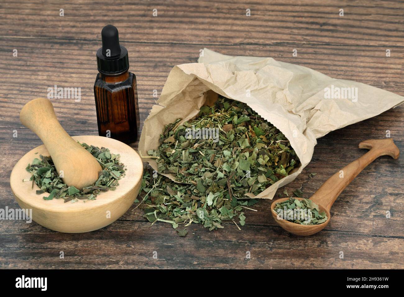 Lungwort herbe feuille médecine de fines herbes pour la préparation d'huile essentielle pour traiter les maladies pulmonaires, les conditions de respiration. Banque D'Images