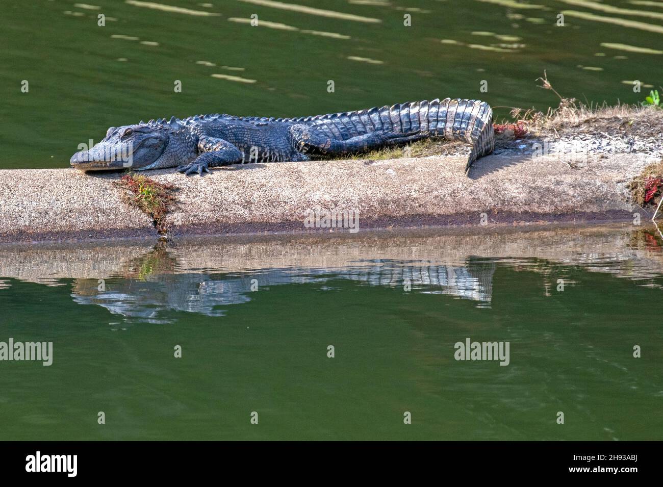 Réflexions d'alligators dans un étang Banque D'Images
