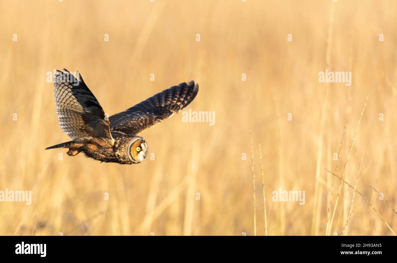 Chouette à oreilles longues (Asio otus), Coyote Hills, Californie du Nord, États-Unis, Amérique du Nord Banque D'Images