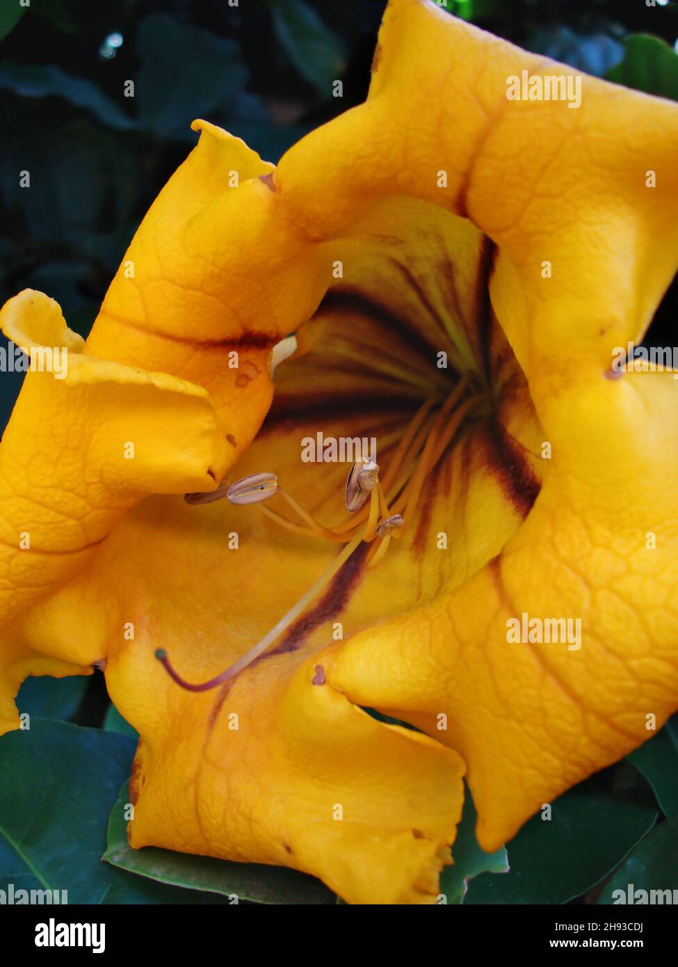 Cépage or ou coupe d'or (Solandra maxima) Banque D'Images