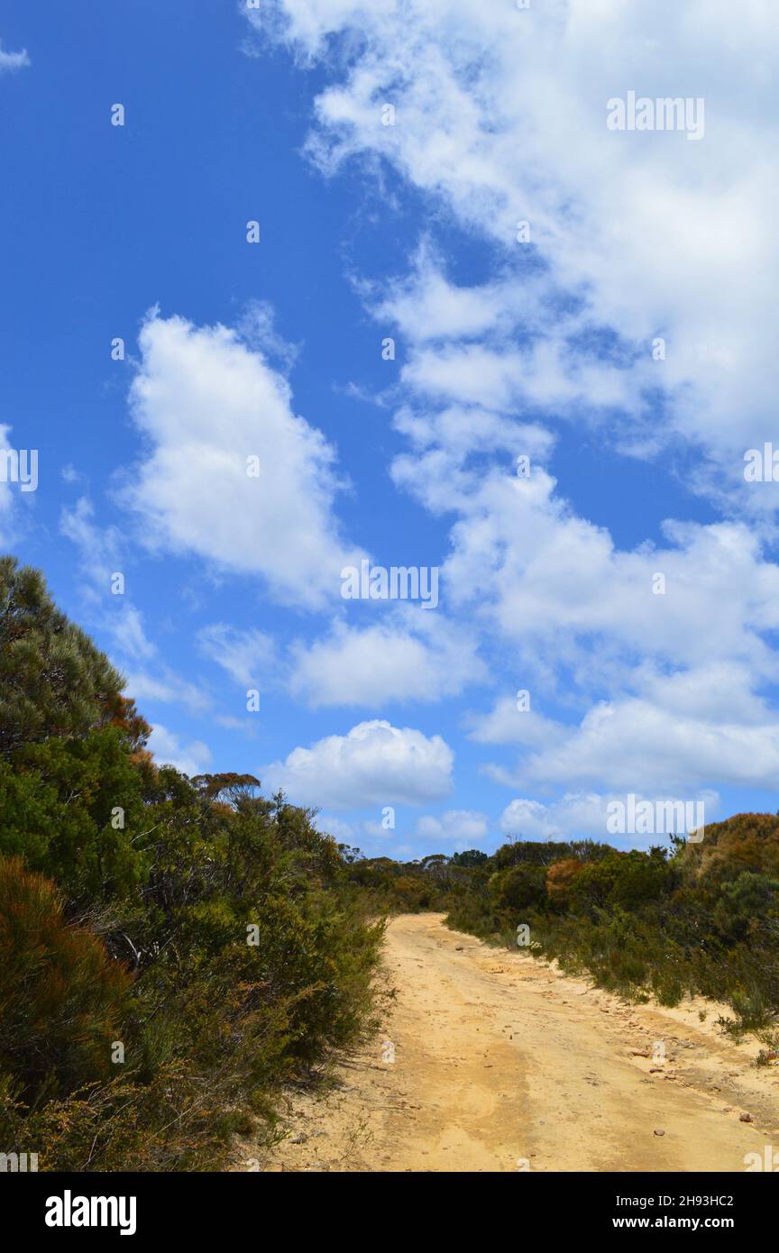 Un sentier de randonnée dans les Blue Mountains d'Australie Banque D'Images