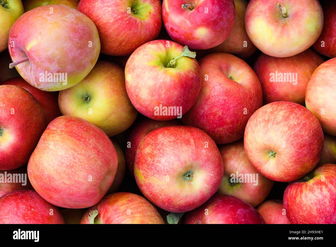 Les pommes fraîches sont empilées dans une vue rapprochée.Quelques feuilles et tiges restent sur les fruits frais Banque D'Images