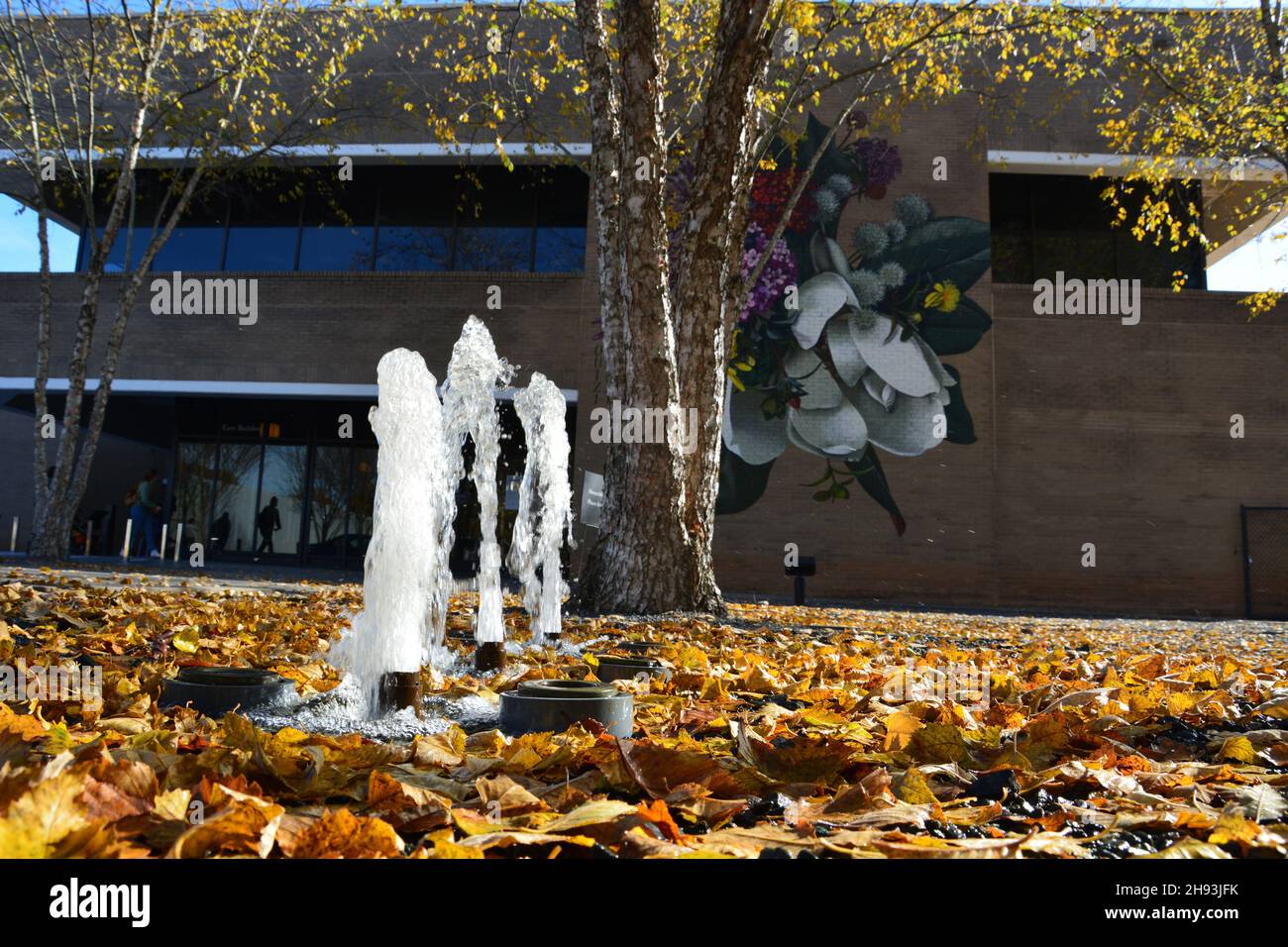 Les feuilles d'automne jonchent le sol à l'extérieur du bâtiment est du musée d'art de Caroline du Nord à Raleigh, en Caroline du Nord. Banque D'Images Les feuilles d'automne jonchent le sol à l'extérieur du bâtiment est du musée d'art de Caroline du Nord à Raleigh, en Caroline du Nord. Banque D'Images