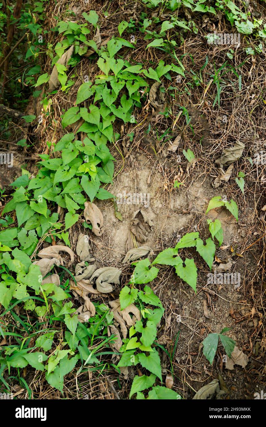 De nouvelles feuilles ont grandi sur un vieux tronc d'arbre texturé en bois dans une forêt.Howrah, Bengale-Occidental, Inde.Image verticale. Banque D'Images