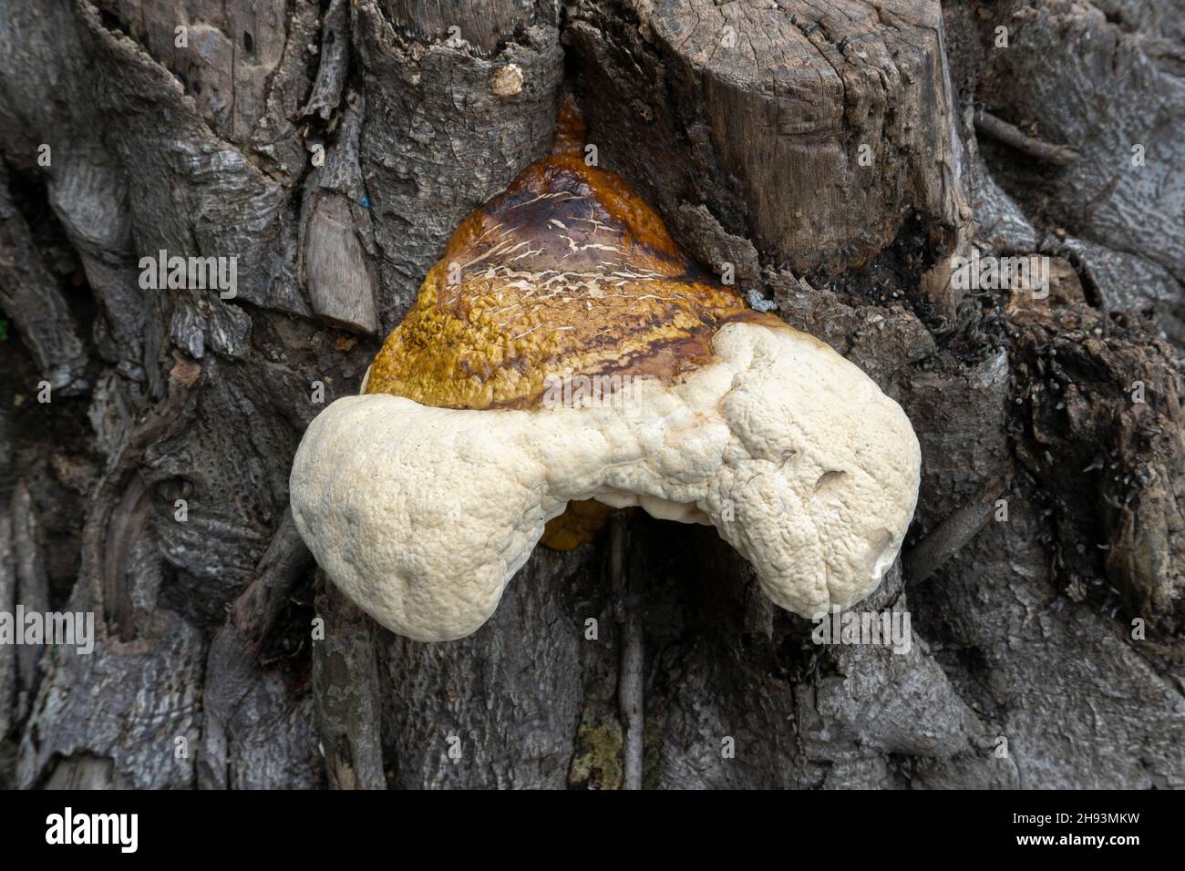 Champignon poussant sur un vieux tronc d