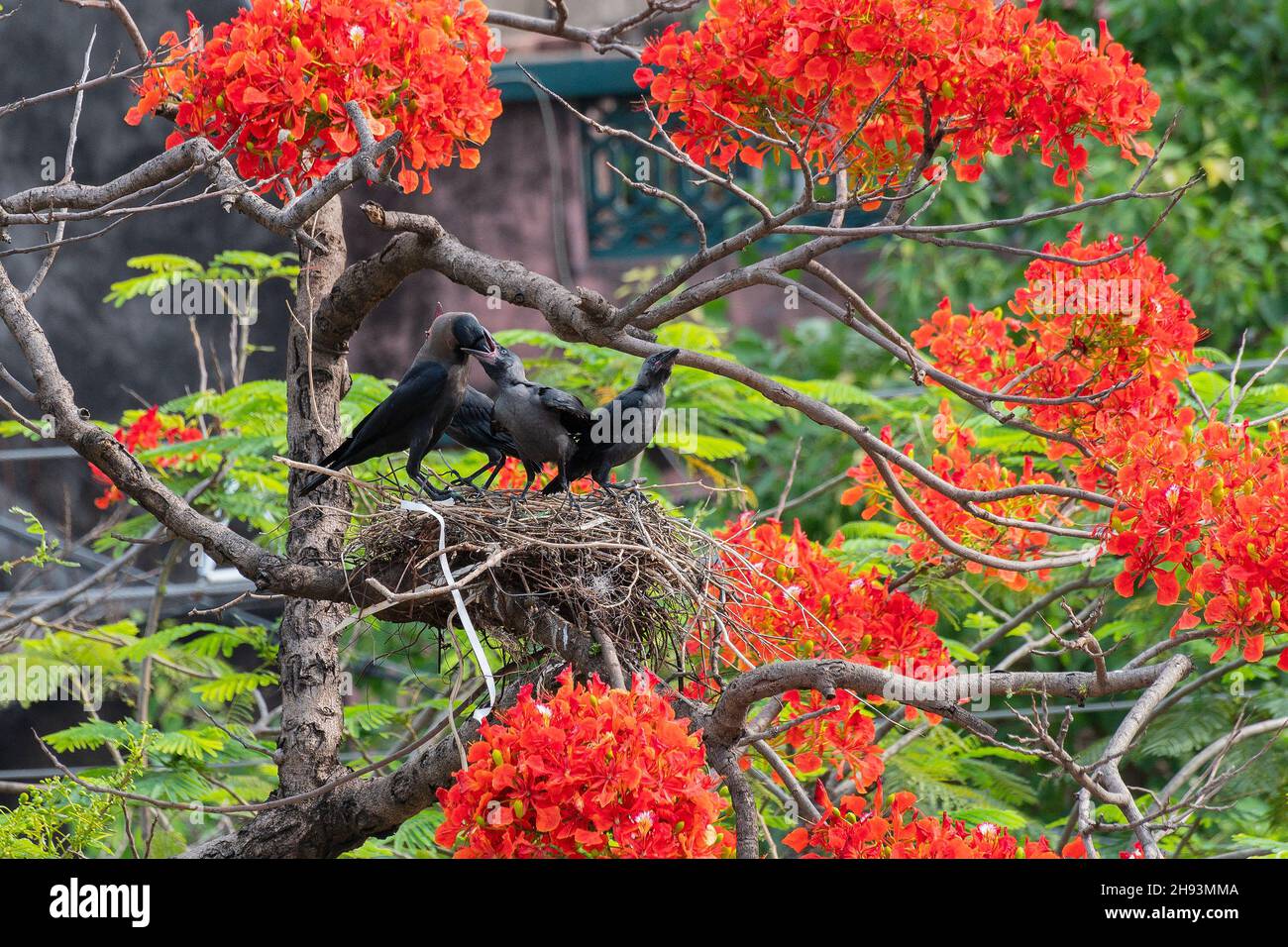 Le corbeau de la maison mère (Corvus splendens), qui nourrit les oiseaux de bébé et les jeunes oiseaux dans le nid. Connu sous le nom de l'Indien, cimetière, Ceylan ou Colombo Crow. Banque D'Images