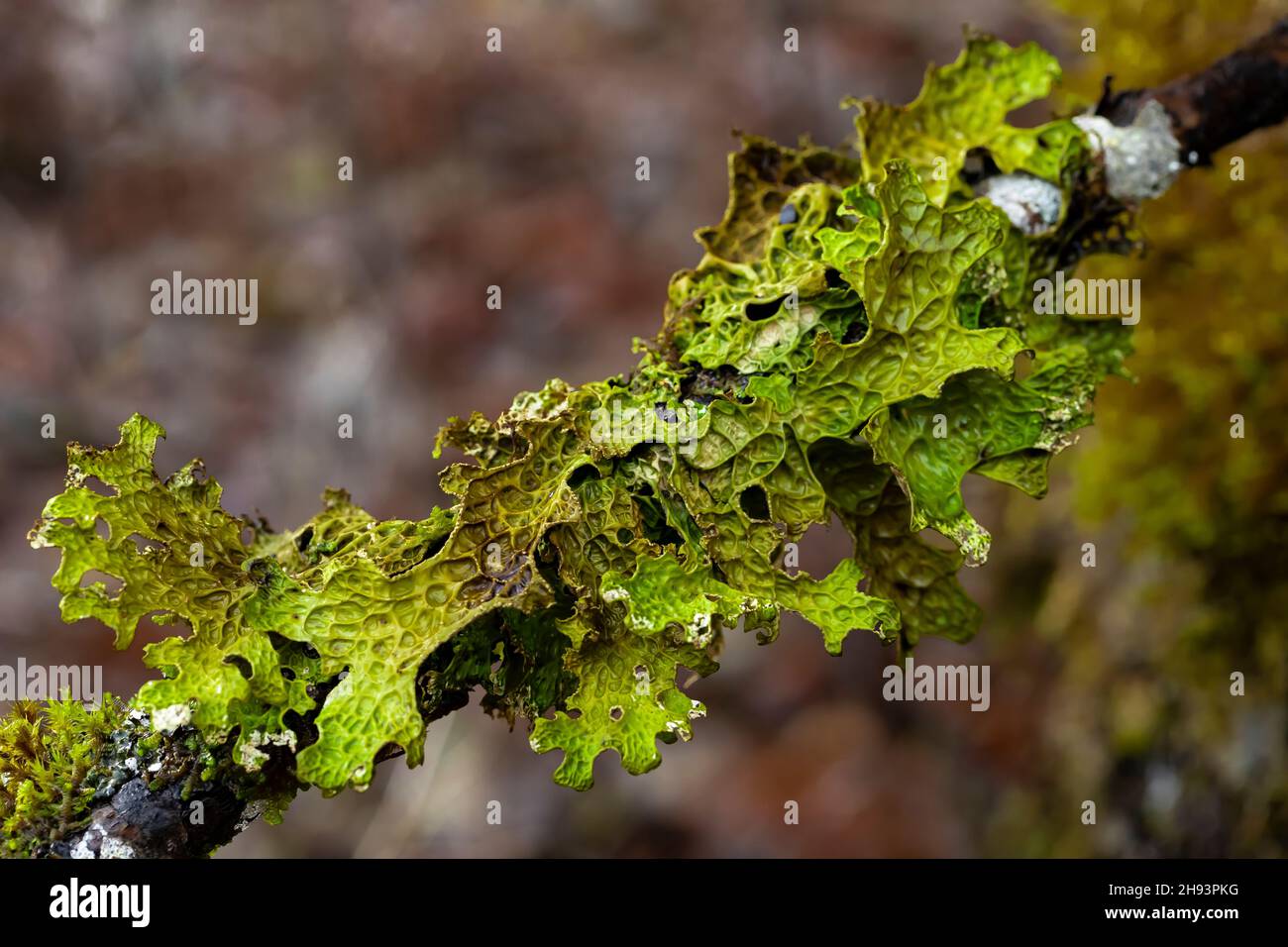 Lung Lichen, Lobaria pulmonaria, dans la région de Skokomish de la forêt nationale olympique, péninsule olympique, État de Washington, États-Unis Banque D'Images