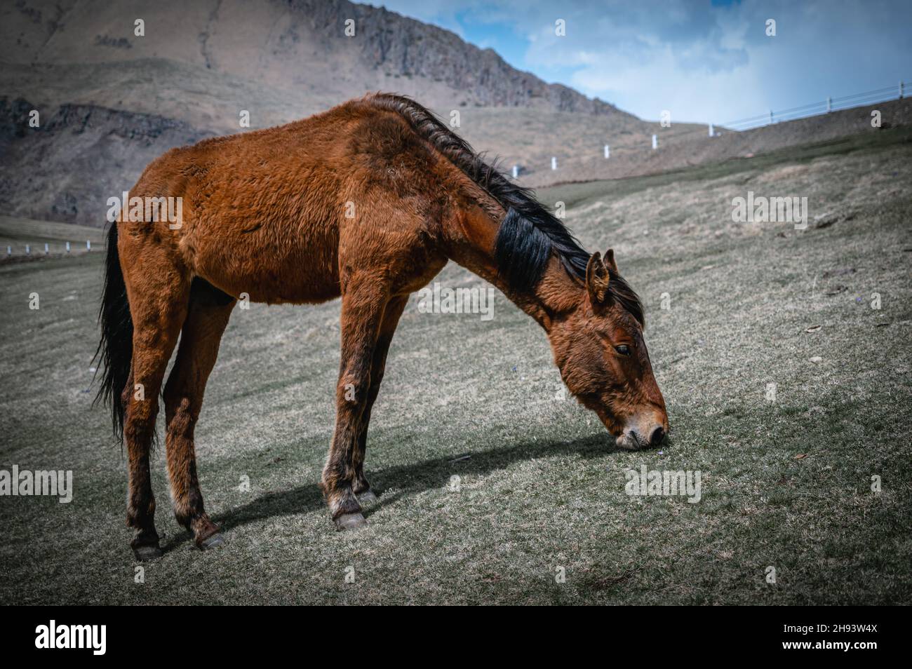 Cheval affamé mangeant de l'herbe dans la townlet de Stepantsminda (Kazbegi).Région de Mtskheta-Mtianeti, Géorgie.Vue rapprochée. Banque D'Images