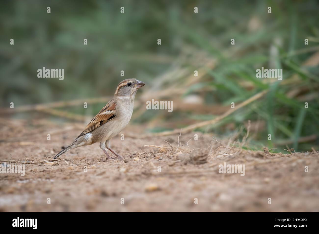 Le Bruant de la maison (Passer domesticus) est un oiseau de la famille des passereaux, que l'on trouve dans la plupart des régions du monde.C'est un petit oiseau qui a une typi Banque D'Images