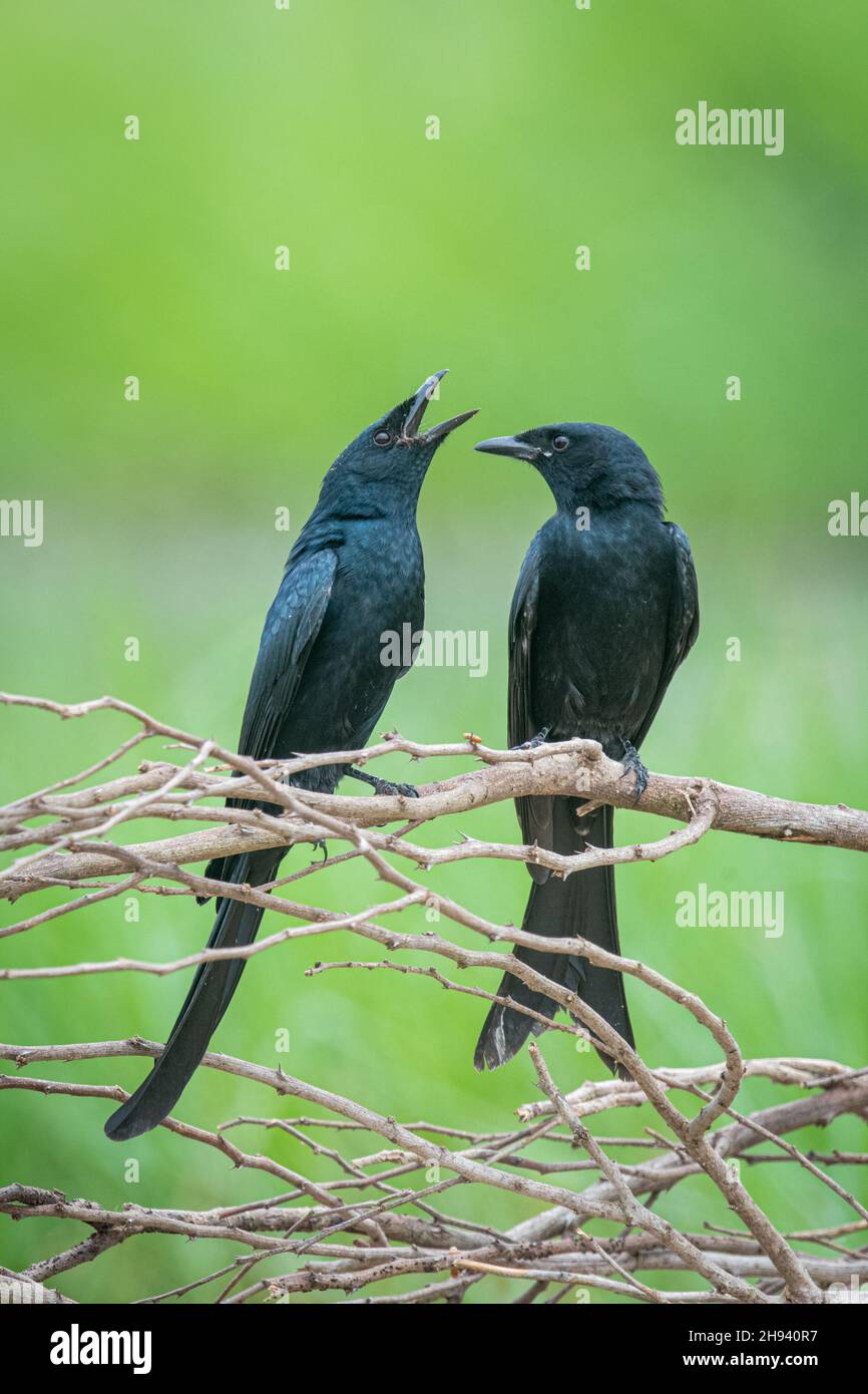 Le drongo noir (Dicrurus macrocercus) est un petit oiseau de passereau asiatique de la famille des Dicruridae.C'est un éleveur résident commun dans une grande partie de tr Banque D'Images