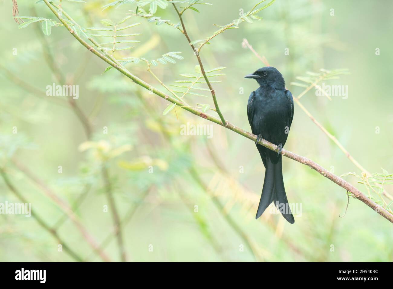 Le drongo noir (Dicrurus macrocercus) est un petit oiseau de passereau asiatique de la famille des Dicruridae.C'est un éleveur résident commun dans une grande partie de tr Banque D'Images
