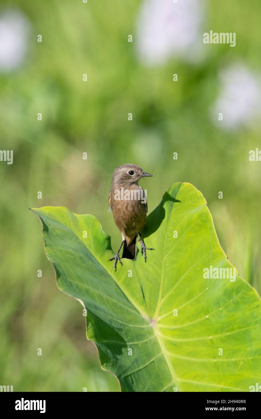 Pied Bushchat (Saxicola caprata).Un « chat » sédentaire associé à des habitats ouverts en Asie tropicale et subtropicale.Les mâles sont noirs avec un évent blanc Banque D'Images