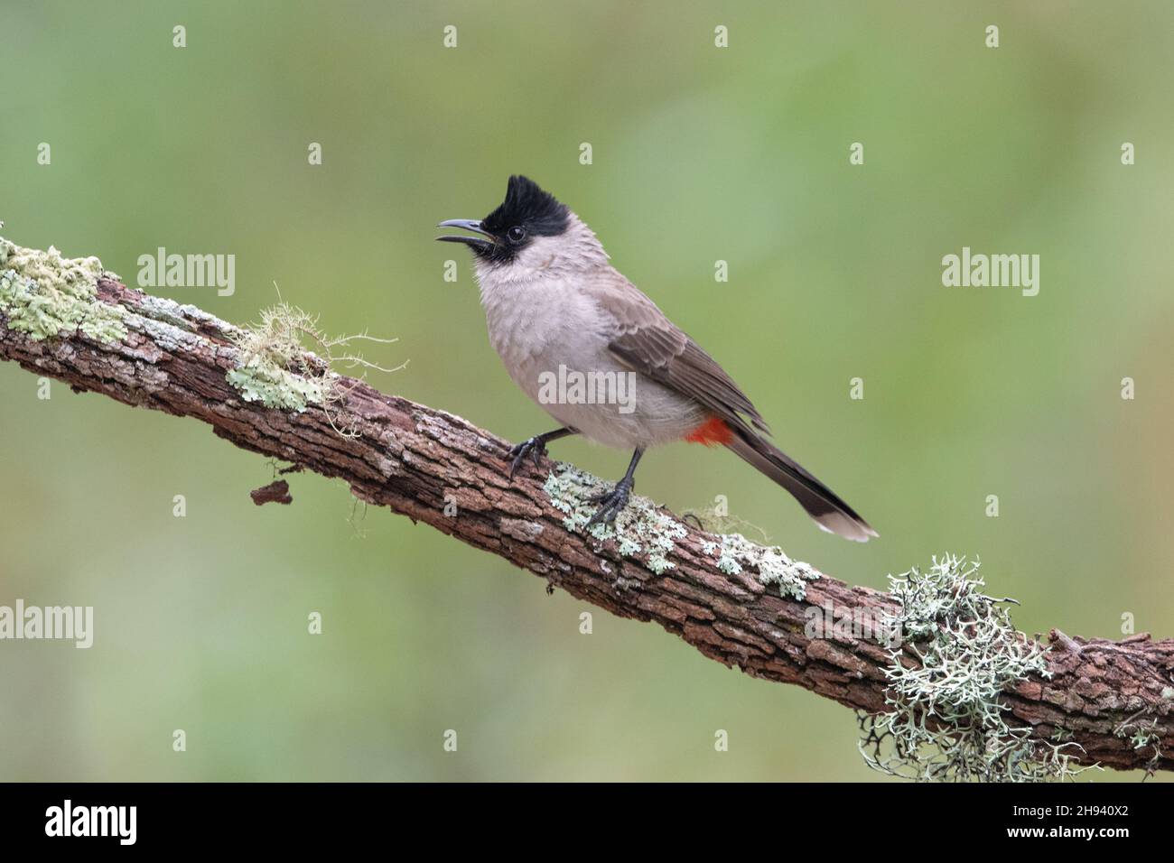 Le bulbul à tête de suie (Pycnonotus aurigaster) est une espèce de passereau de la famille des Bulbul, Pycnonotidae.Il se trouve en Asie du Sud-est.Son na Banque D'Images