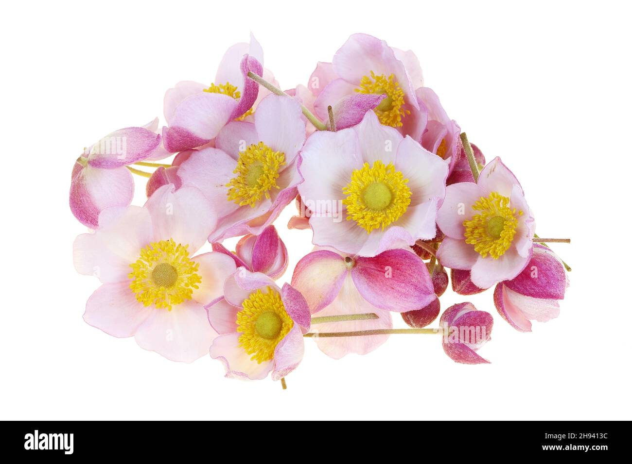Boutons de fleurs roses de plantes décoratives japonaises d'anémone.Isolé sur macro blanche Banque D'Images