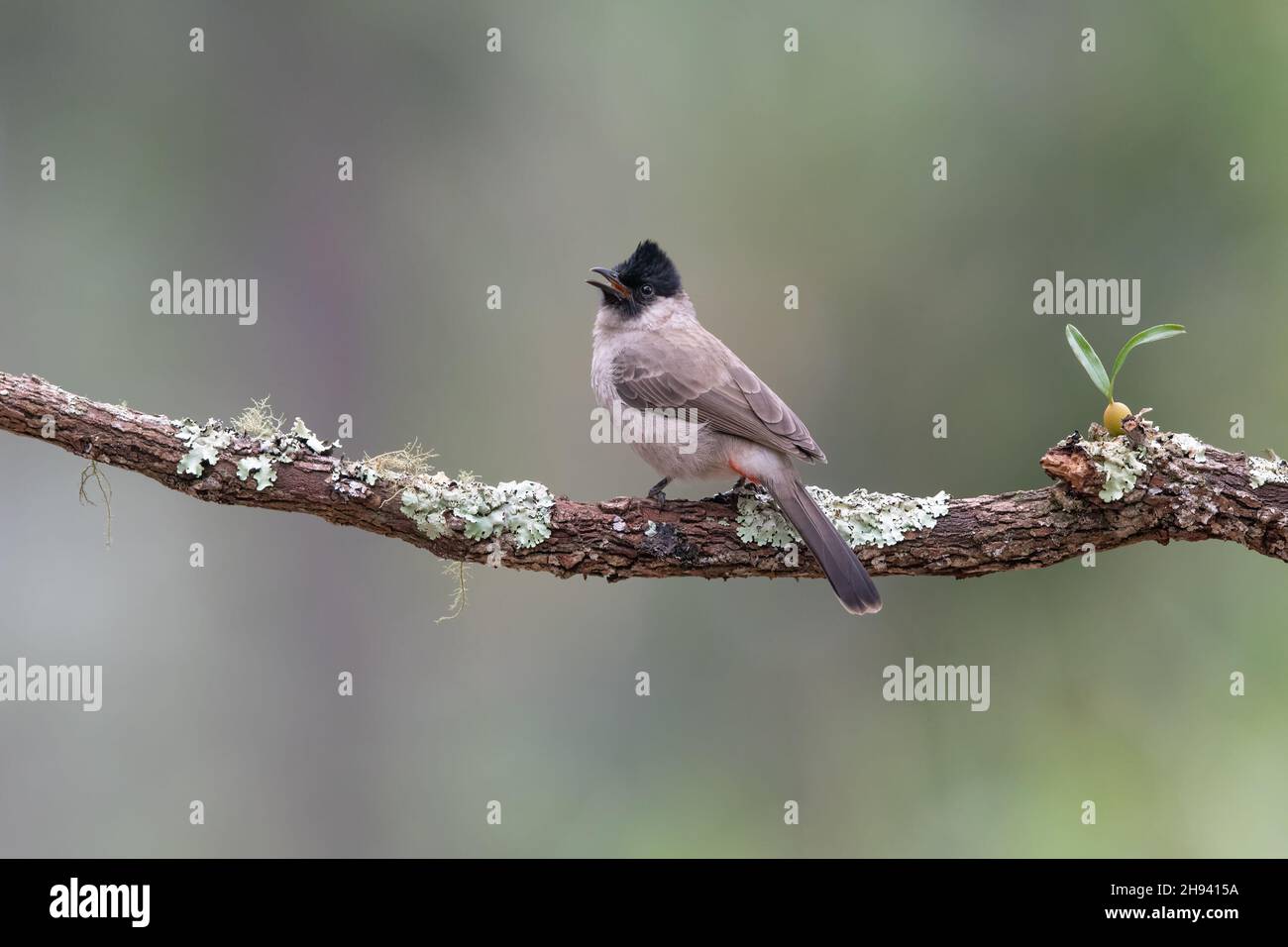 Le bulbul à tête de suie (Pycnonotus aurigaster) est une espèce de passereau de la famille des Bulbul, Pycnonotidae.Il se trouve en Asie du Sud-est.Son na Banque D'Images