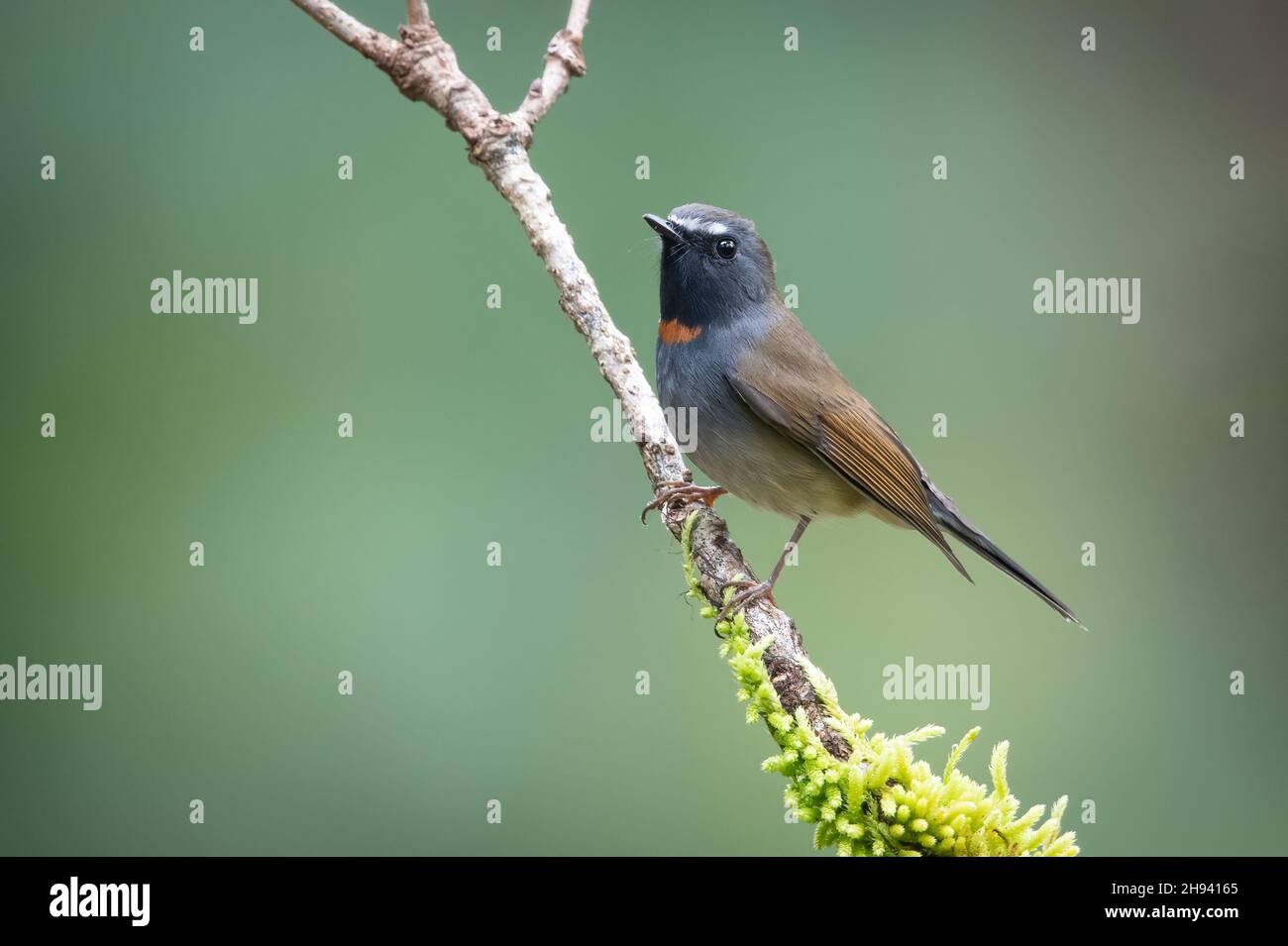 Le moucheron (Ficedula strophiata) est une espèce d'oiseau de la famille des Muscicapidae.Il se trouve dans le sous-continent indien et Sout Banque D'Images