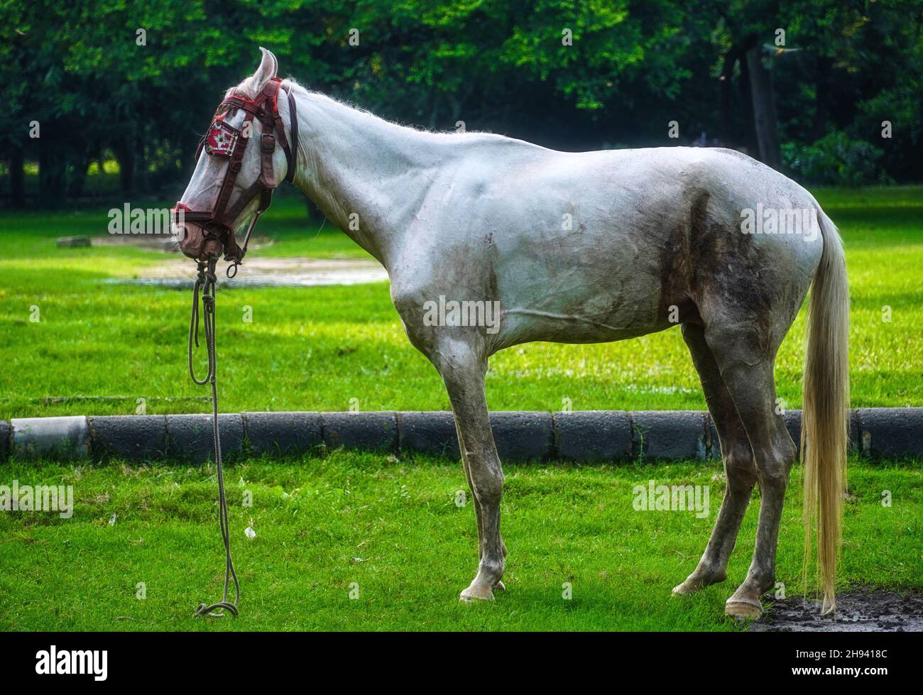 image de cheval dans le parc avec fond vert Banque D'Images