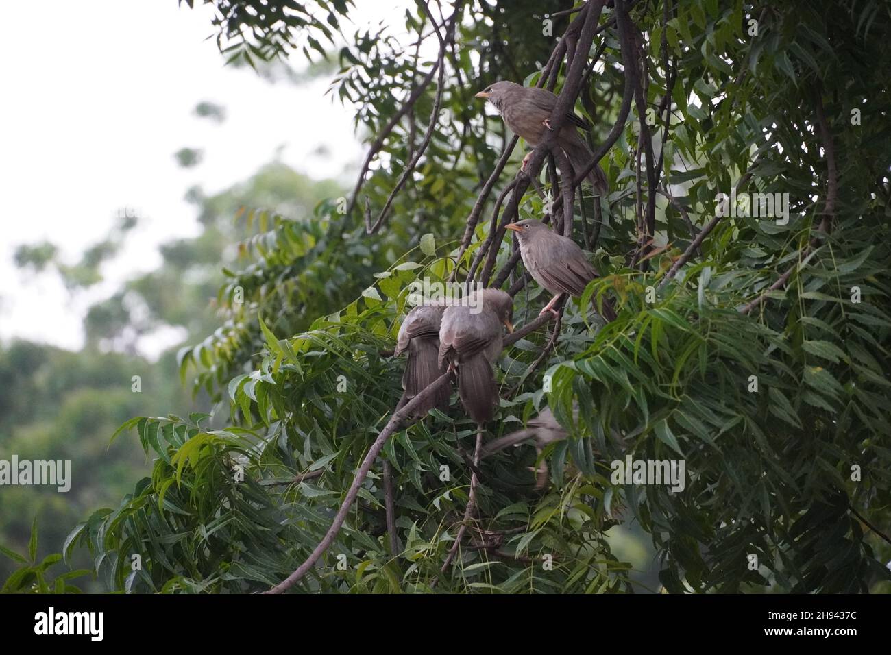 oiseaux mignons sur l'arbre lors de la prise de vue en plein air Banque D'Images