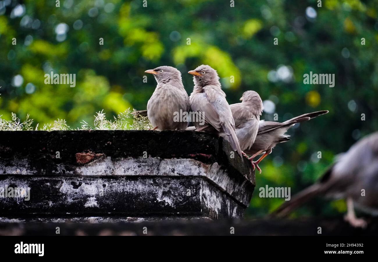 oiseaux mignons sur l'arbre lors de la prise de vue en plein air Banque D'Images