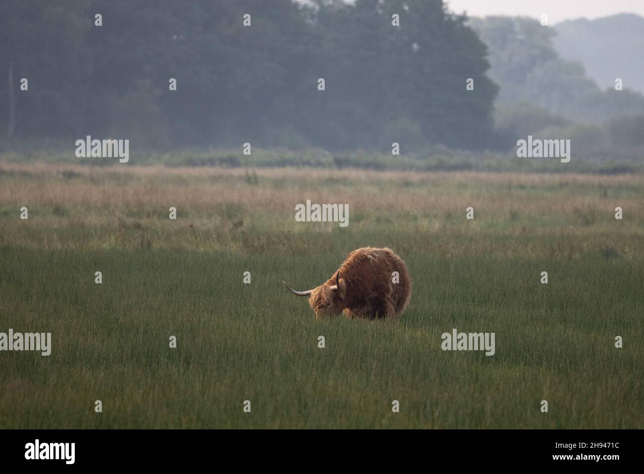 Highland Cattle (Scottish Gaelic Bò Ghàidhealach & Scots kyloe) Norfolk GB UK septembre 2021 Banque D'Images