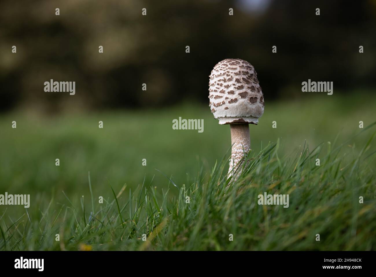 Parasol Mushroom (Macrolepiota procera) Sheringham Norfolk GB 2021 octobre Banque D'Images