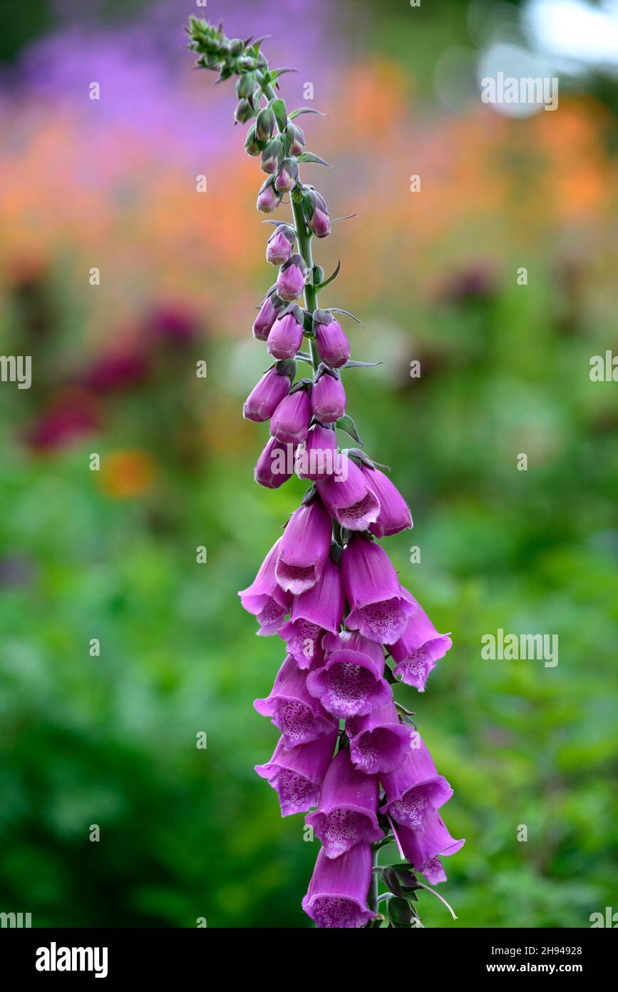 Digitalis purpurea,foxglove,foxgloves,purpel foxglove,foxgloves,printemps,fleur à pointes,fleurs,fleur,RM floral Banque D'Images