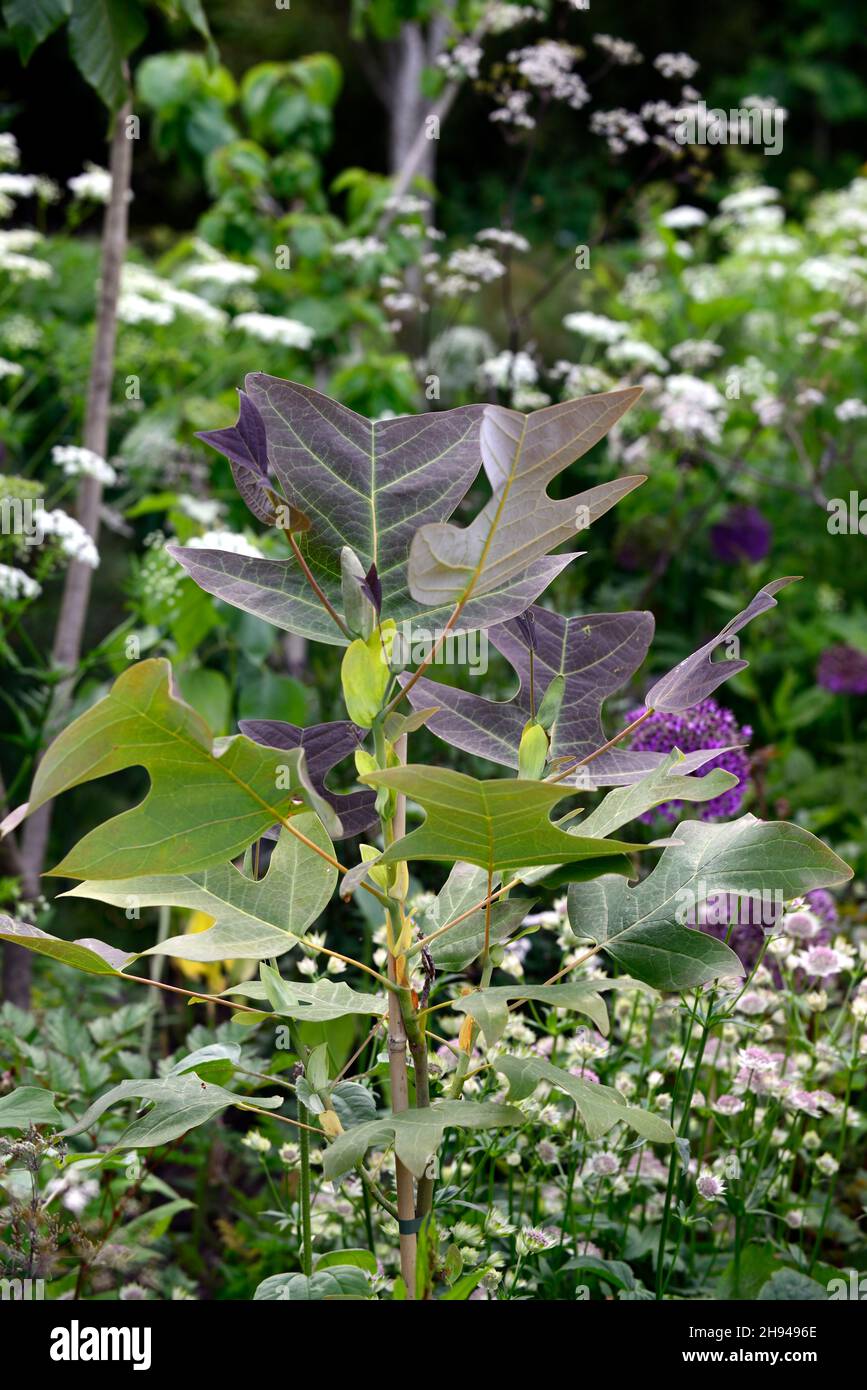 Liriodendron chinense,arbre de tulipe chinois,feuilles,feuillage,feuilles attrayantes,feuillage attrayant,feuilles de forme unsuale,feuillage inhabituel,RM Floral Banque D'Images