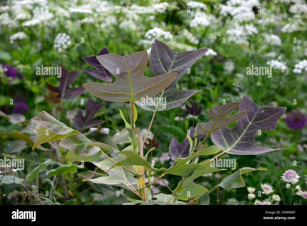 Liriodendron chinense,arbre de tulipe chinois,feuilles,feuillage,feuilles attrayantes,feuillage attrayant,feuilles de forme unsuale,feuillage inhabituel,RM Floral Banque D'Images