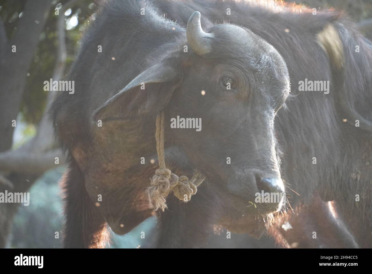 le bison dans l'image hd du parc Banque D'Images