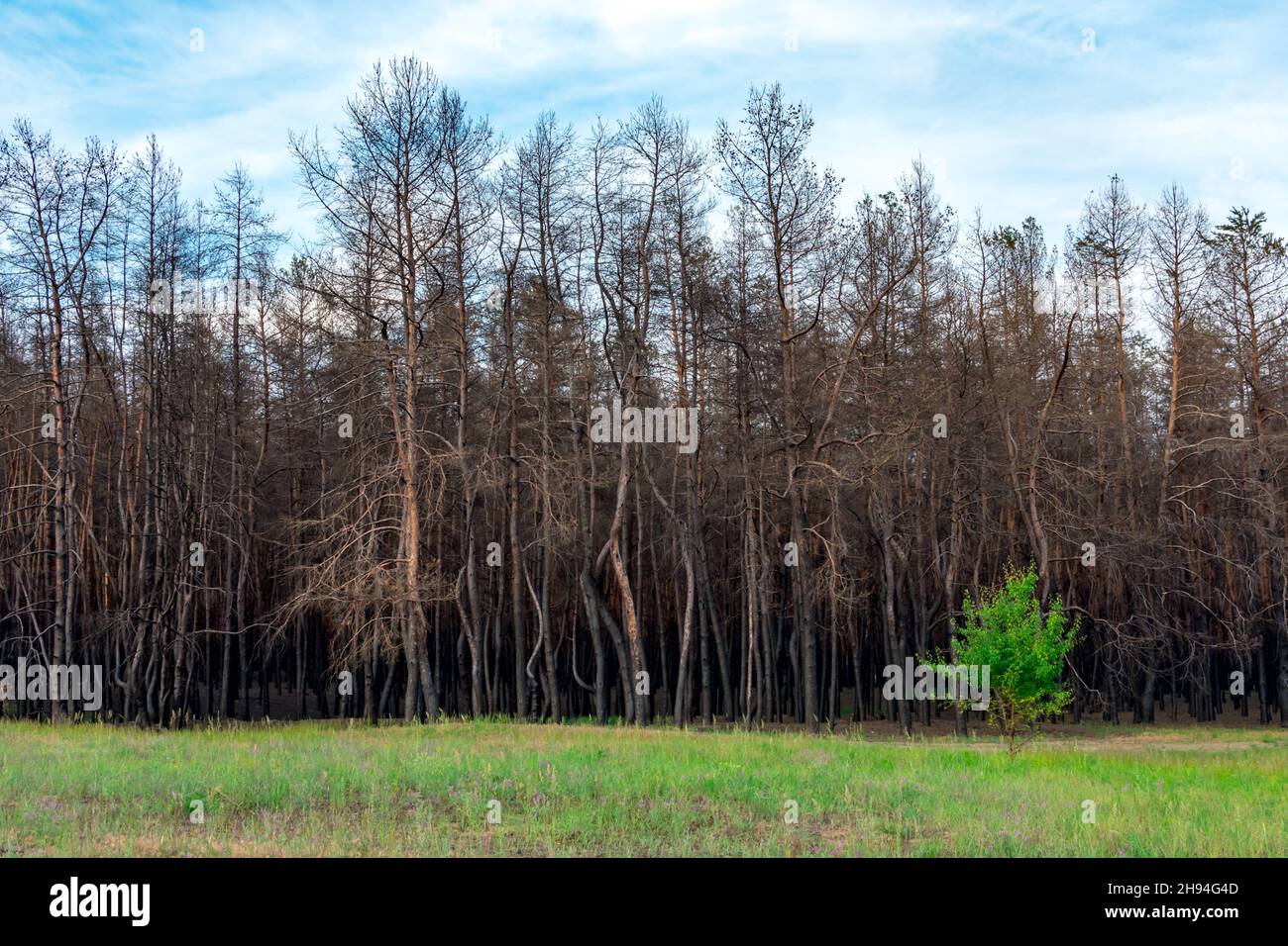 Un jeune arbre à feuilles caduques sur le fond d'une forêt de conifères brûlée. Les conifères ont brûlé lors d'un incendie sur fond vert Banque D'Images