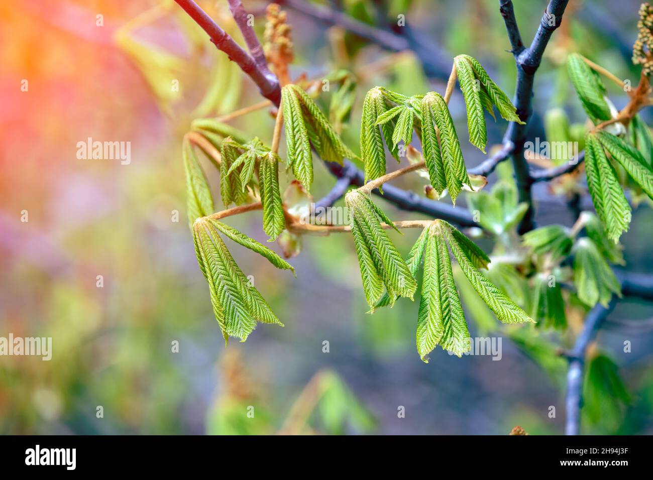 Jeunes feuilles vertes de châtaigne de cheval sur les branches au printemps Banque D'Images