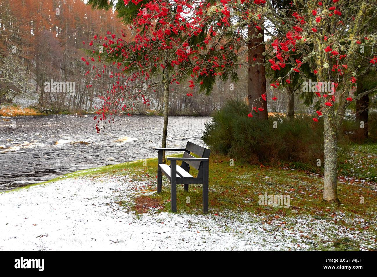 RIVIÈRE SPEY SCOTLAND BANC DE NEIGE NOIR D'HIVER ET ROWAN TREE SORBUS AUCUPARIA AVEC BAIES ROUGES SUR LA RIVE DE LA RIVIÈRE Banque D'Images