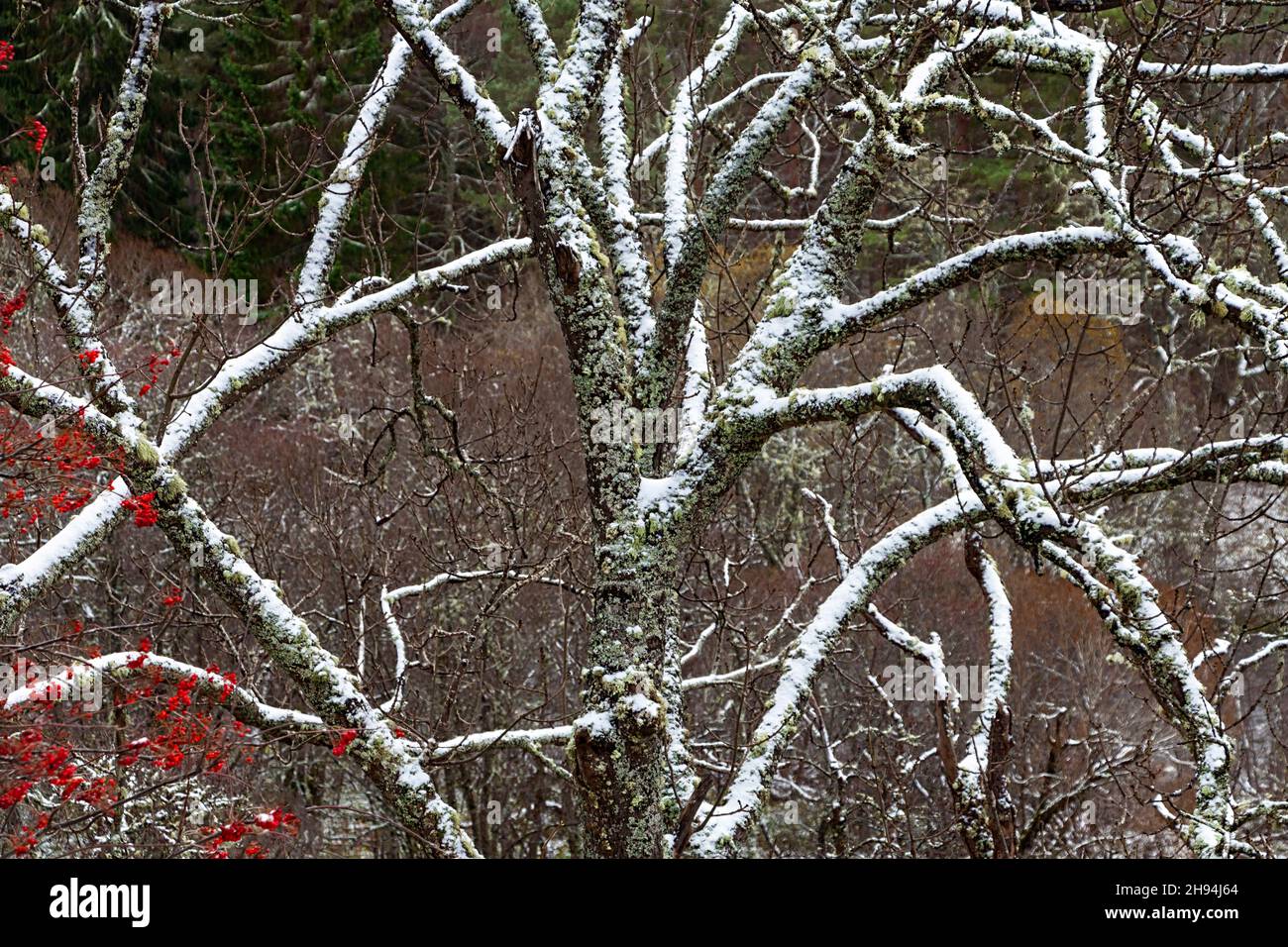 BRANCHES ENNEIGÉES D'UN VIEUX ARBRE SAUVAGE DU ROWN SORBUS AUCUPARIA EN HIVER Banque D'Images