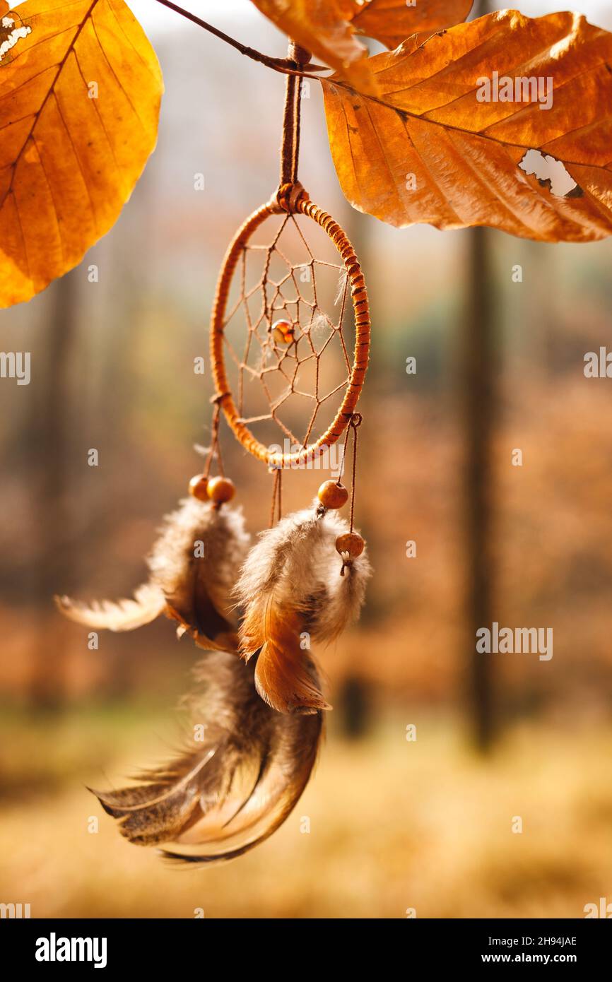 Dreamcatcher accroché à la branche dans la forêt d'automne.Spiritualité amulette et bon symbole de rêve Banque D'Images