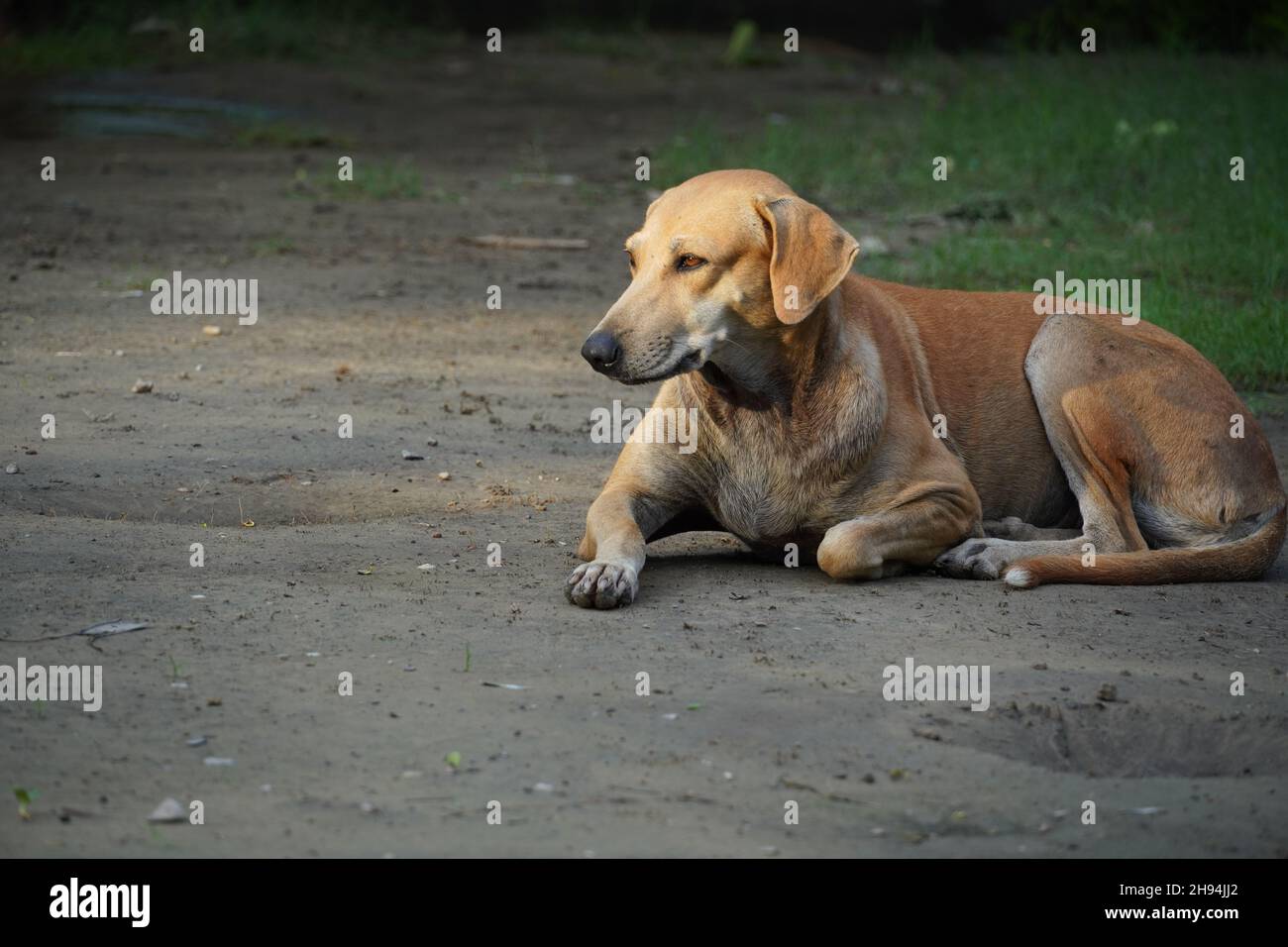 Un joli chien de rue dans un champ vert Banque D'Images