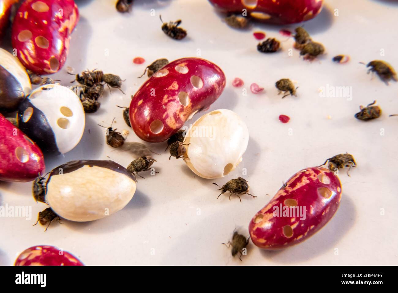 dommages à la récolte de légumineuses par des parasites agricoles - le charançon des haricots dans les entrepôts et les ascenseurs, attention sélective Banque D'Images