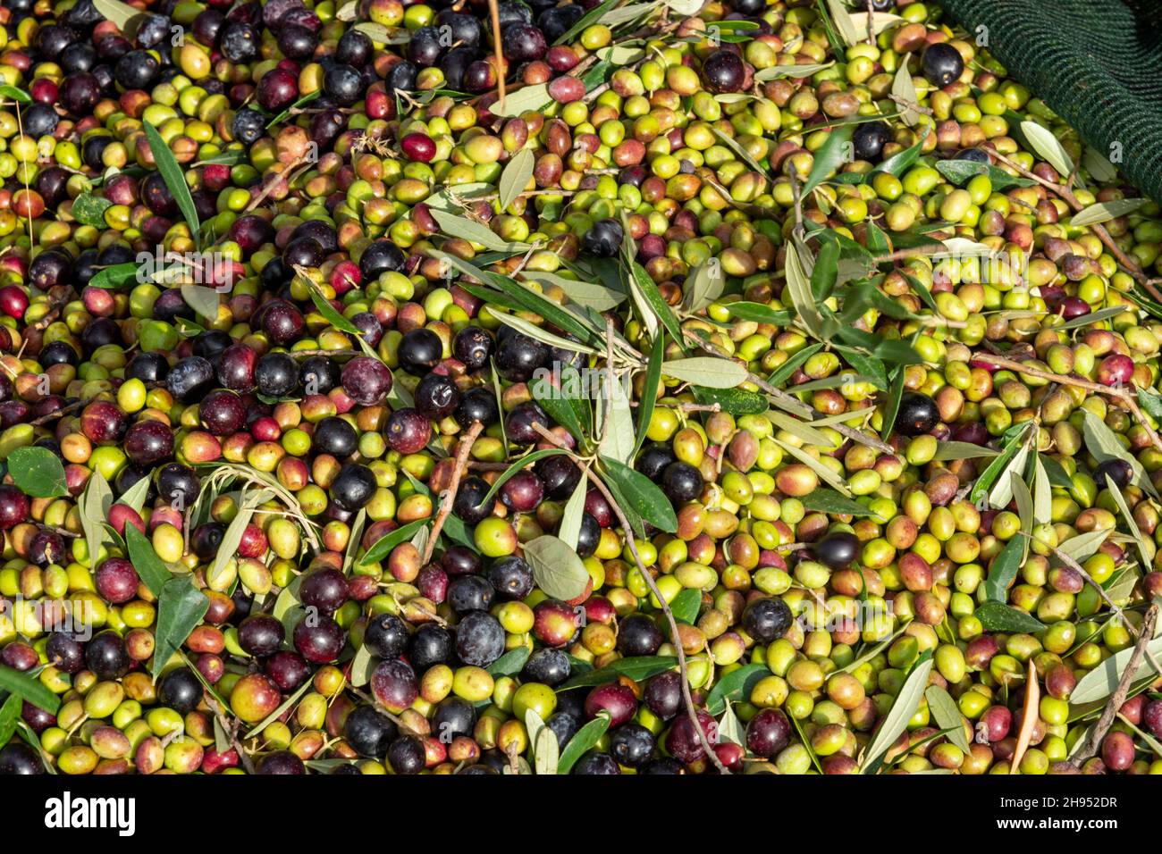 Mains qui collectent et nettoient les olives pendant la récolte d'olives avec des filets d'orange à Keratea en Grèce Banque D'Images