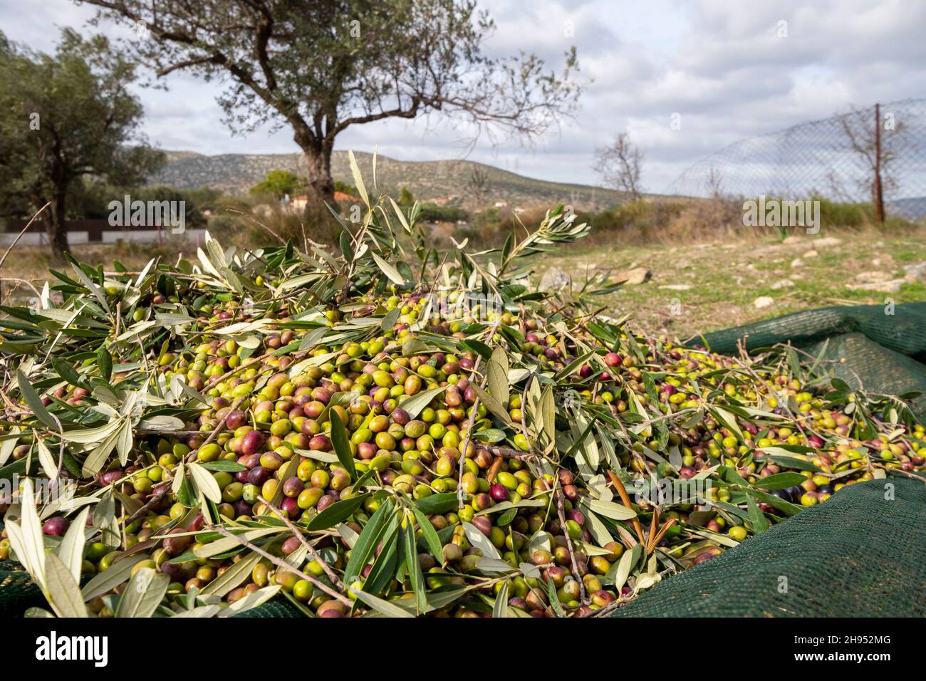 Mains qui collectent et nettoient les olives pendant la récolte d'olives avec des filets d'orange à Keratea en Grèce Banque D'Images