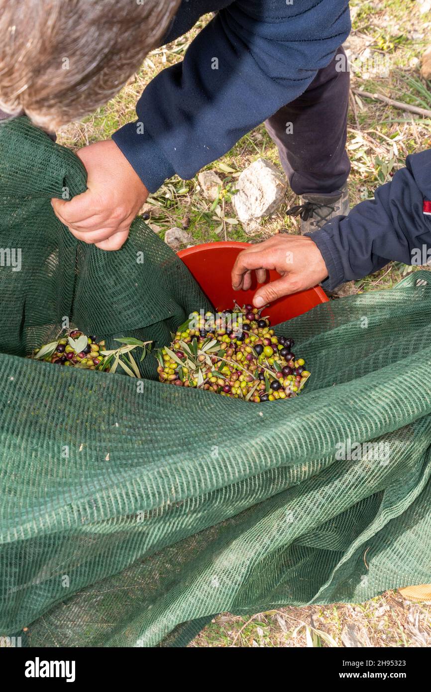 Mains qui collectent et nettoient les olives pendant la récolte d'olives avec des filets d'orange à Keratea en Grèce Banque D'Images