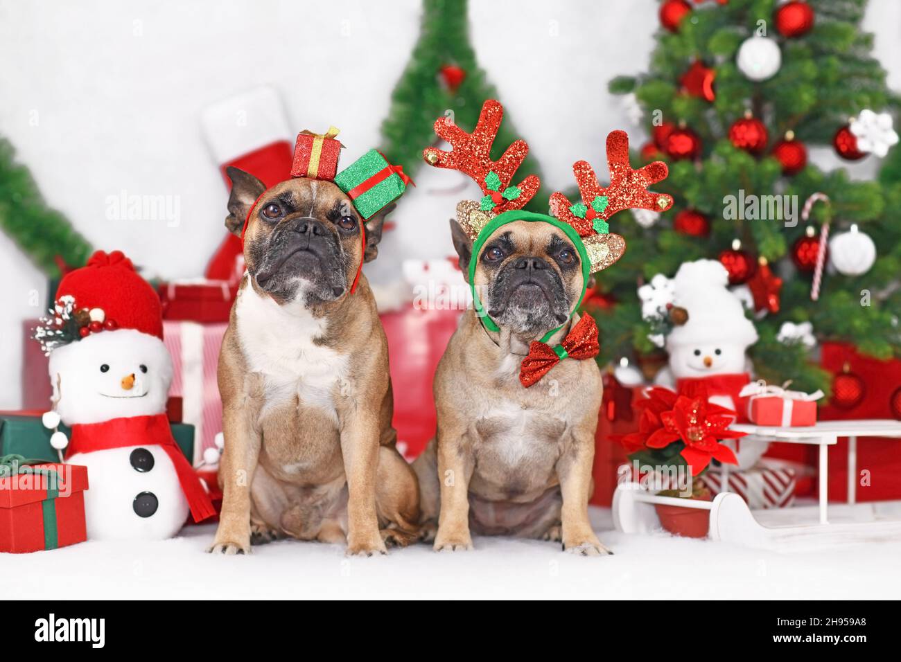 Paire de chiens de Noël.Les Bulldogs français portent des bois de renne festifs et des bandeaux de costume de boîte-cadeau entre les décorations saisonnières Banque D'Images