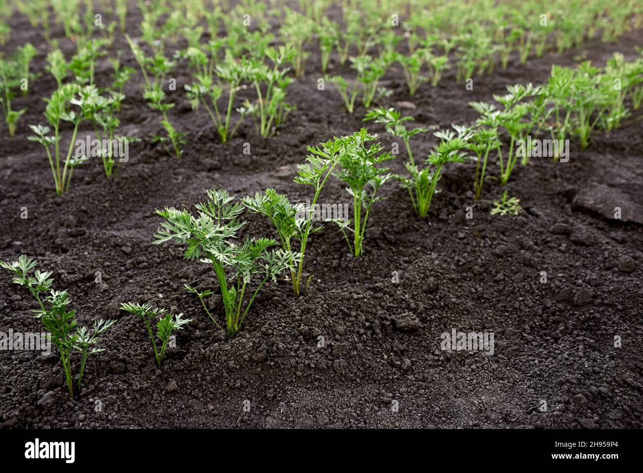 Des lits de jeunes carottes en pleine croissance.Semis de carottes sur la ferme.Jeunes plants de carottes dans le jardin au printemps.Le thème du jardinage, de l'agriculture. Banque D'Images