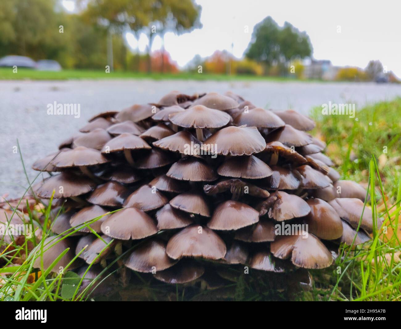 Gros plan d'un Armillaria ostoyae croissant dans la rue Banque D'Images