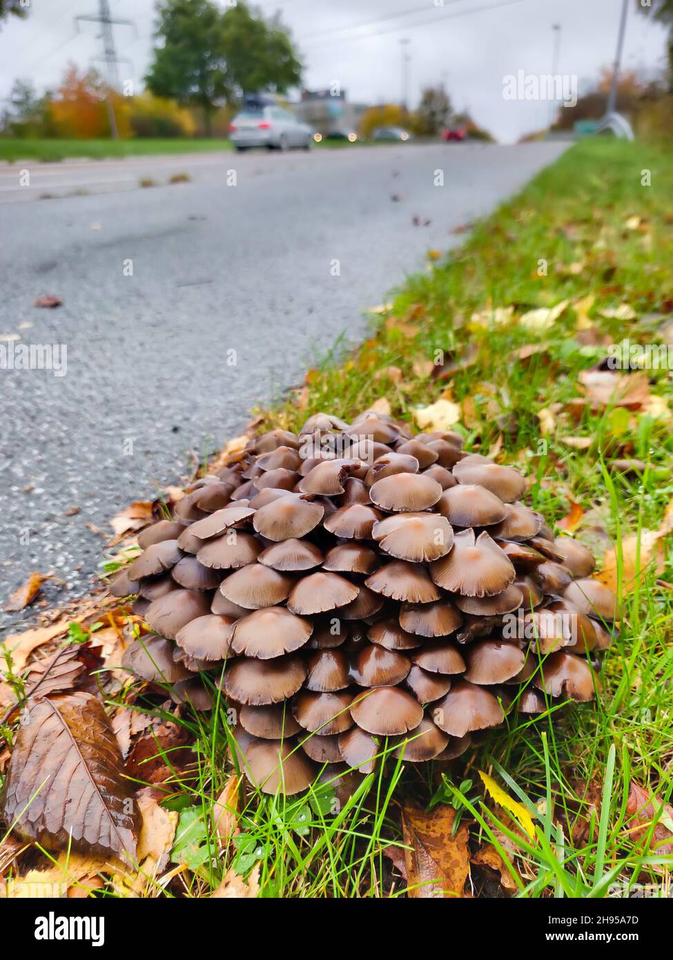 Gros plan d'un Armillaria ostoyae croissant dans la rue Banque D'Images